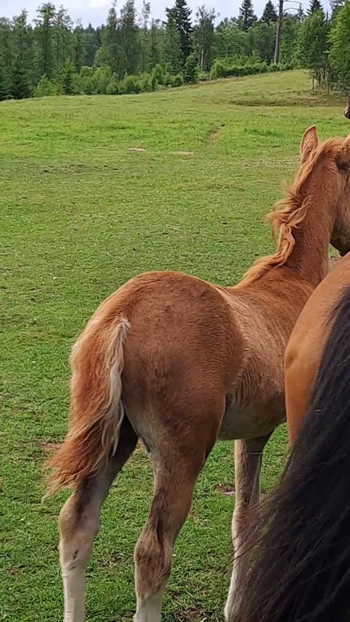 Allround hästar till salu: Welsh partbred sto i Tidaholm - Video 1