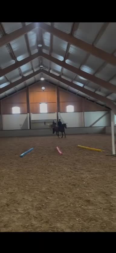 Allround hästar till salu: Charmig och välutbildad valack söker rätt hem i Sigtuna - Video 3