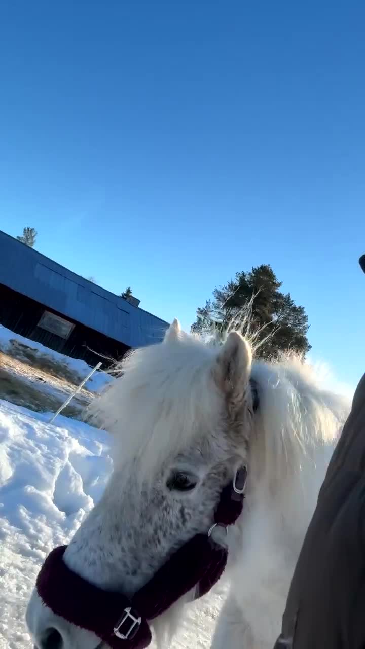 Allround hästar till salu: Sto med potential i Glommersträsk - Video 3