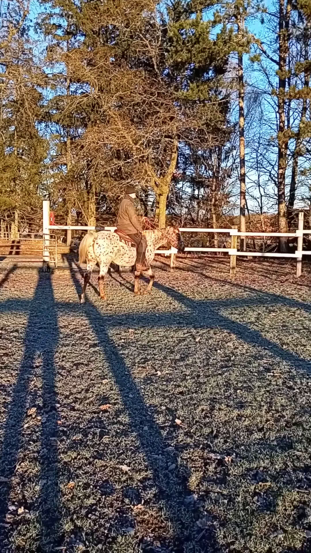 Western hästar till salu: Appaloosa mare for sale - Video 2