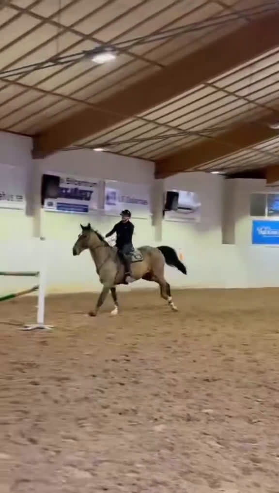 Hoppning hästar till salu: Hopp/fälttävlanshäst med allt man söker! 🌟 i Rättvik - Video 2