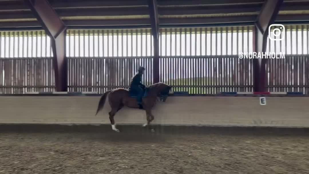 Allround hästar till salu: Lekker 4 årig fullblods  i Blaker - Video 1