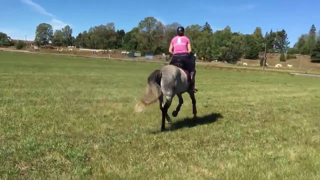 Avelshästar hästar till salu: Fint sto till avel/sällskap  i Rimbo - Video 2