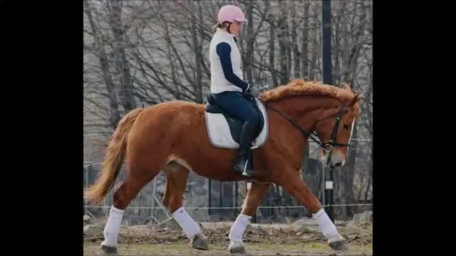 Allround hästar till salu: Confidence giving Princess for everybody - Video 1