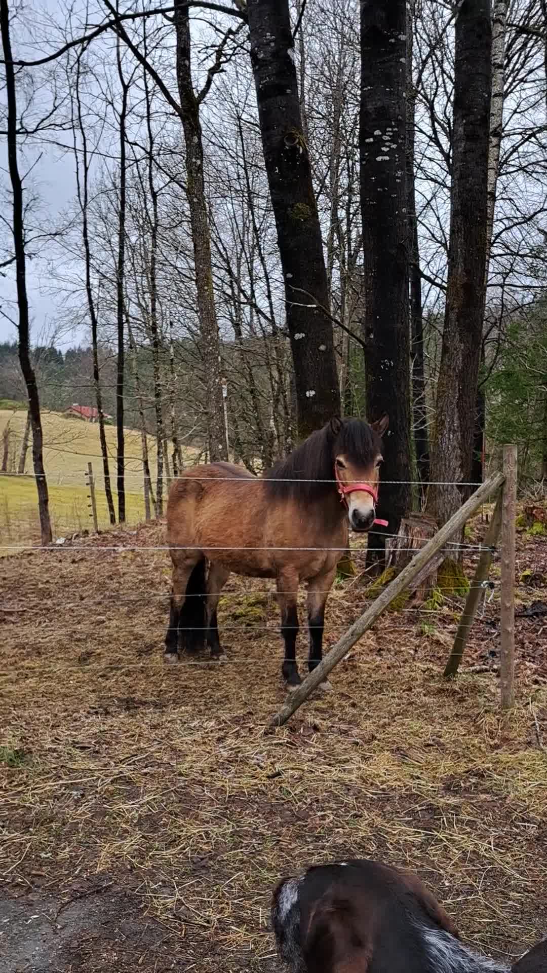 Sällskap hästar sökes: Kompis sökes i Hultafors - Video 1