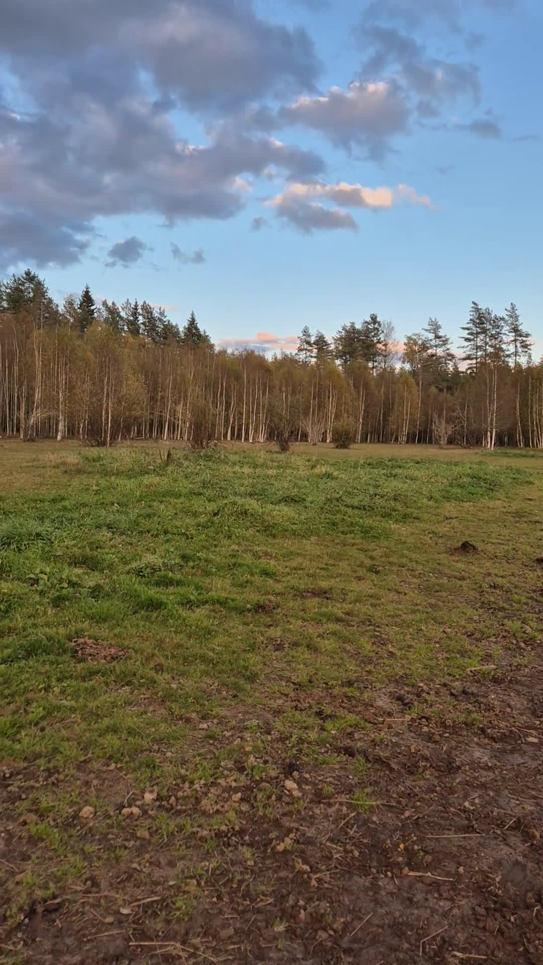 Allround hästar till salu: Snyggt Kallblodssto - Video 1