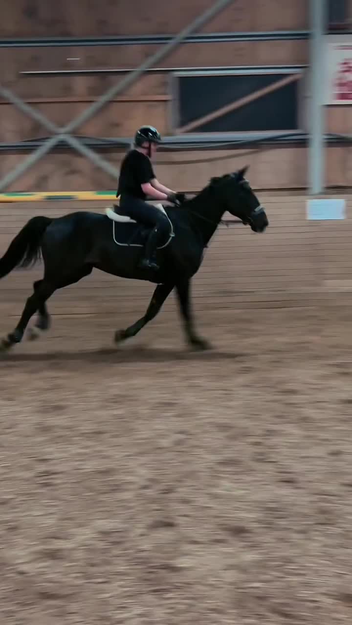 Allround hästar till salu: Hästen med hjärta av guld!🏅❤️🐴 i Vimmerby - Video 2