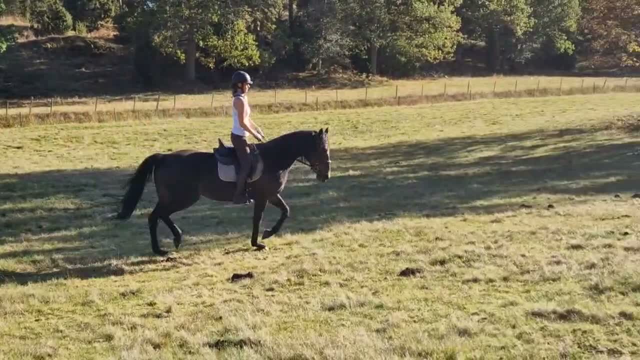 Allround hästar till salu: Världens finaste tjej söker världens bästa hem!  - Video 2