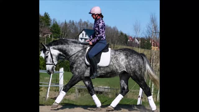 Allround hästar till salu: Super smart grey Beauty - Video 1