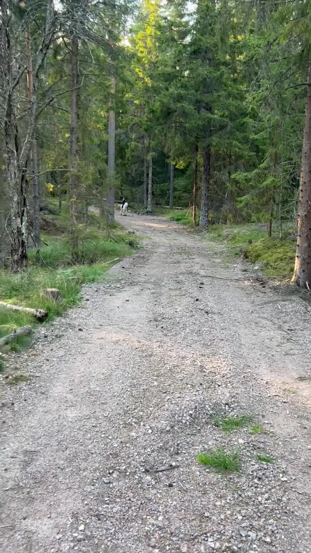 Allround hästar till salu: Finns rätt hem för vår hjärtehäst?  - Video 2