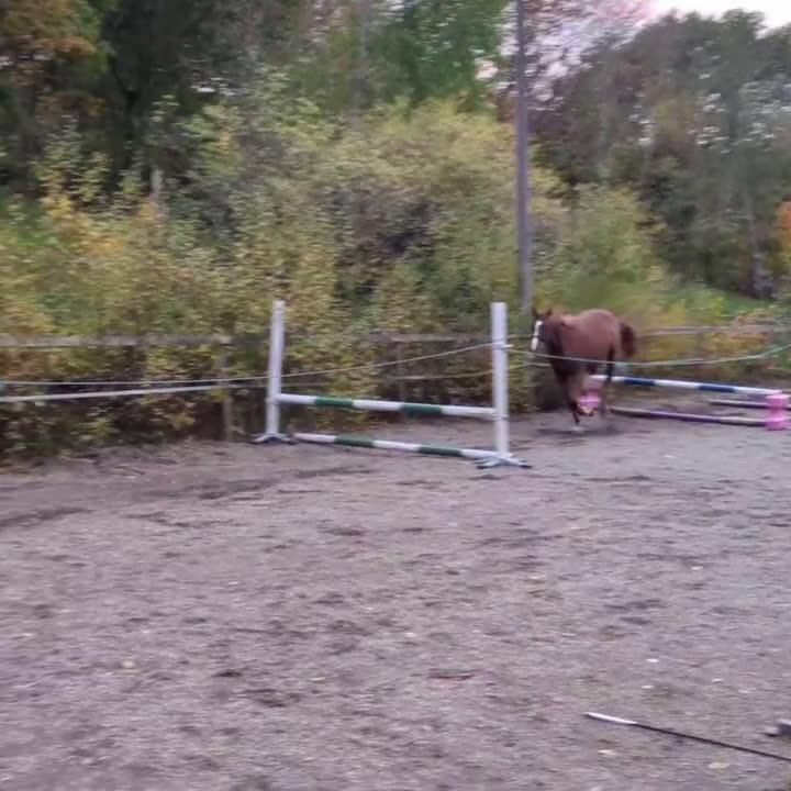Hoppning hästar till salu: Lovande unghäst med stort hopp  i Mörrum - Video 1