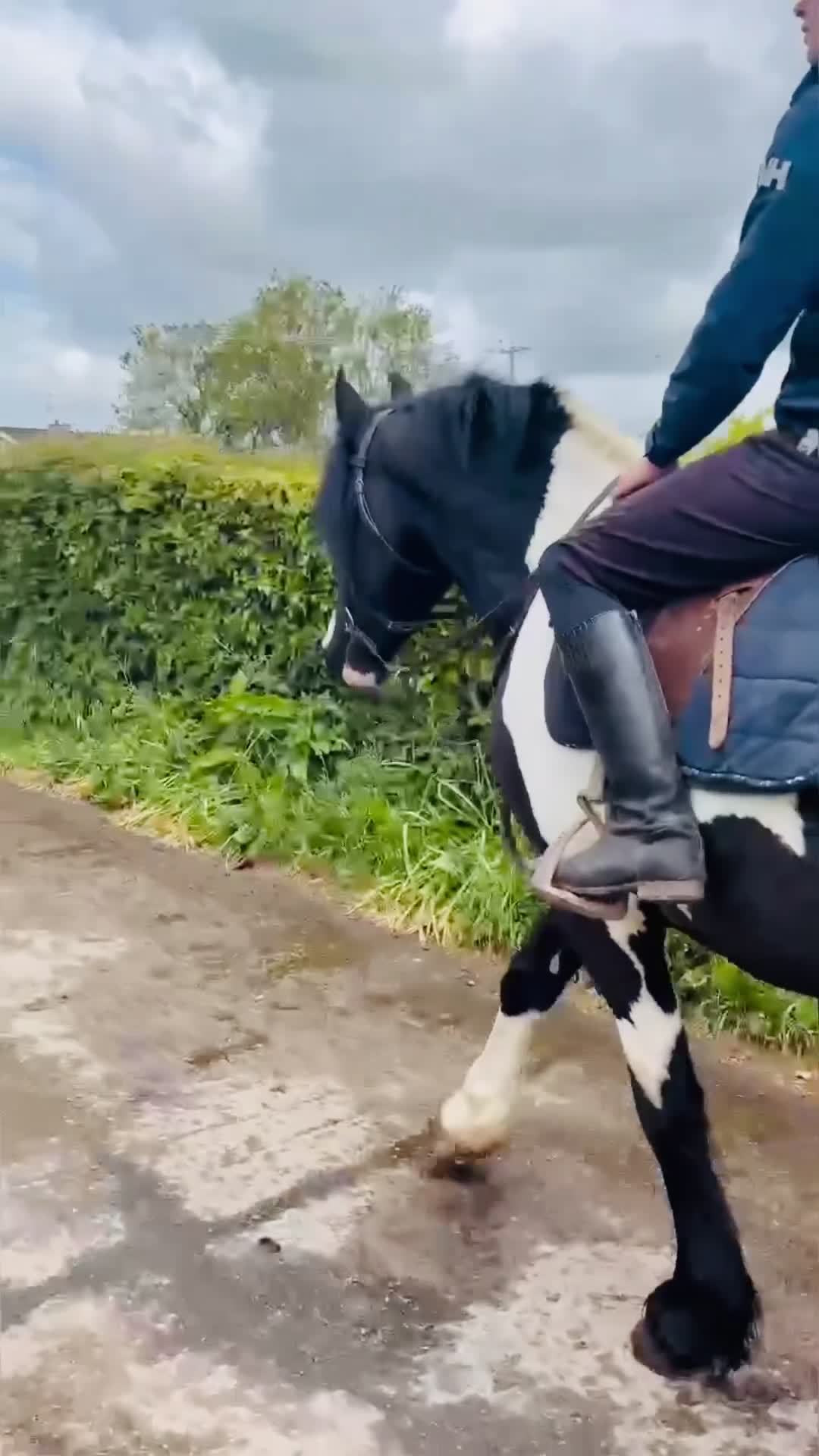 Allround hästar till salu: Snygg, trygg och reslig valack! 💙 - Video 3