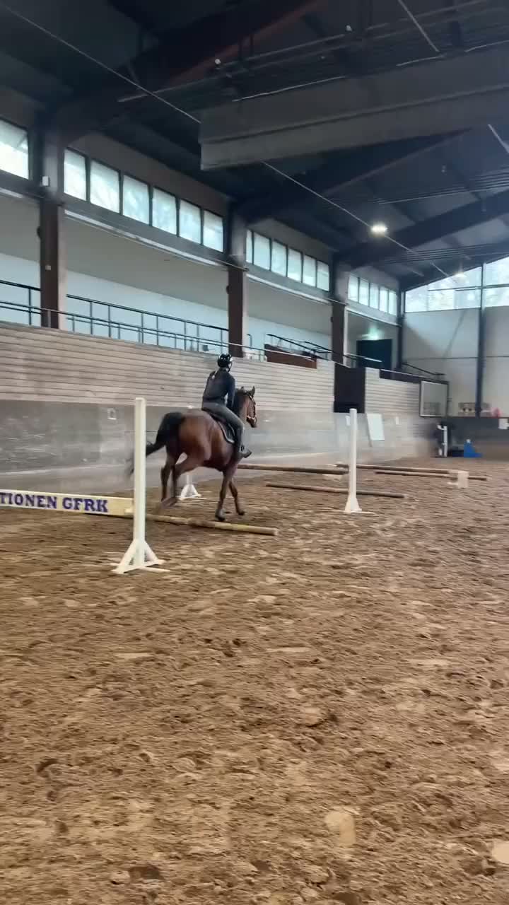 Allround hästar till salu: En bästa vän att ha kul med i alla grenar!  - Video 3