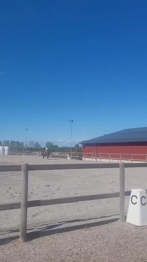 Allround hästar till salu: Social och fartfylld ung dam - Video 1