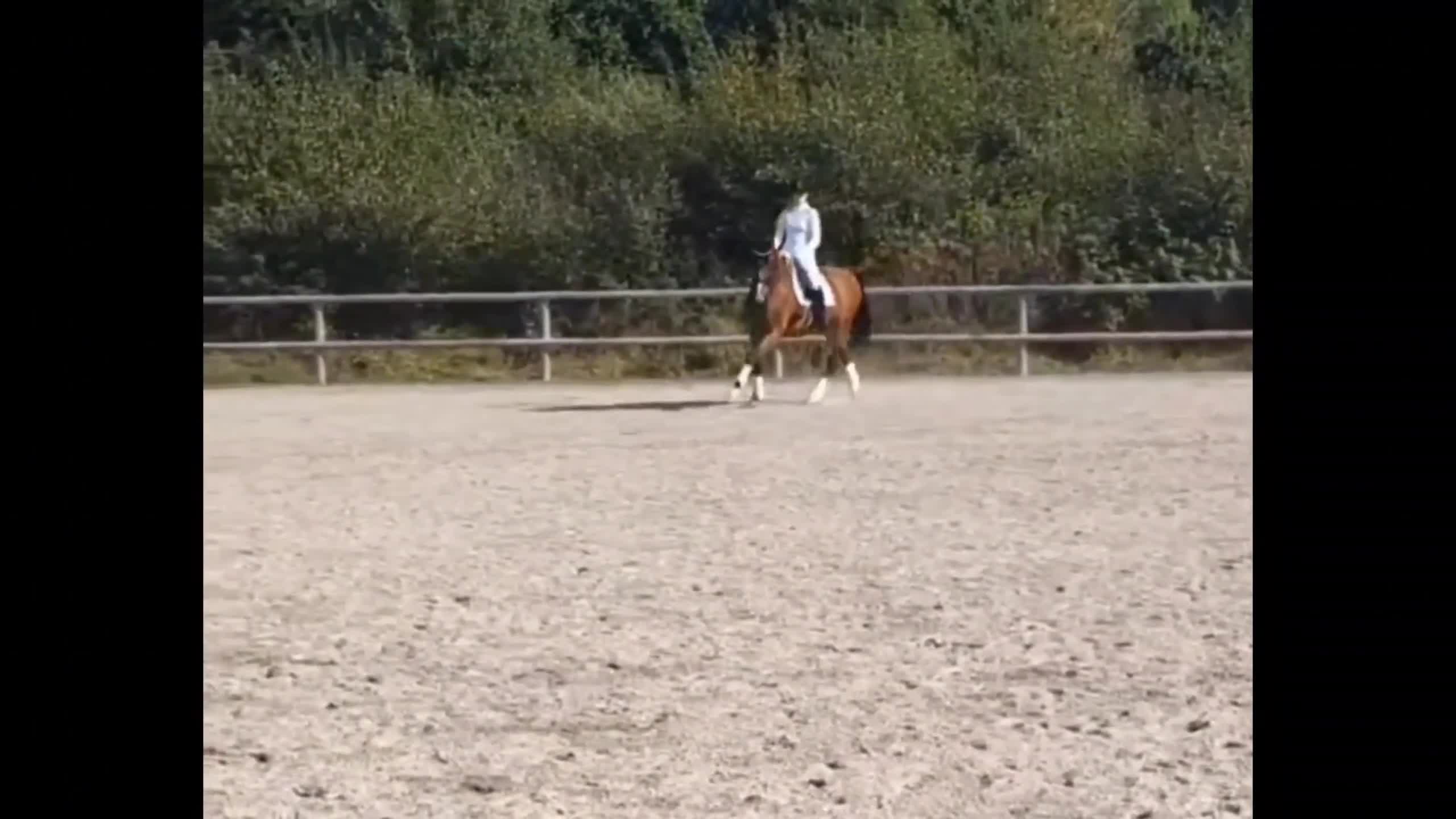 Dressyr hästar till salu: Fantastisk gentleman - Video 2