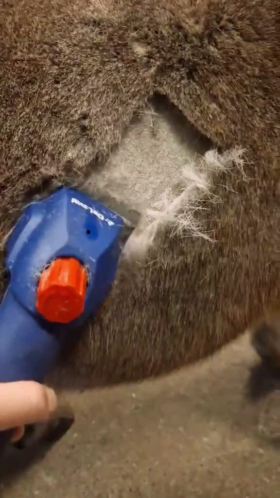 Allround hästar till salu: Inriden Shetlandsponny i Bettna - Video 2