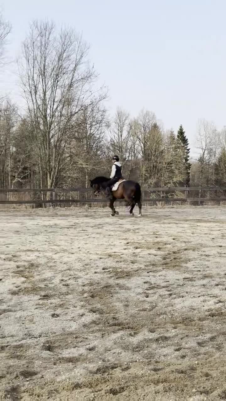 Allround hästar till salu: Trygg och arbetsvillig C-ponny med potential i Alvesta - Video 2