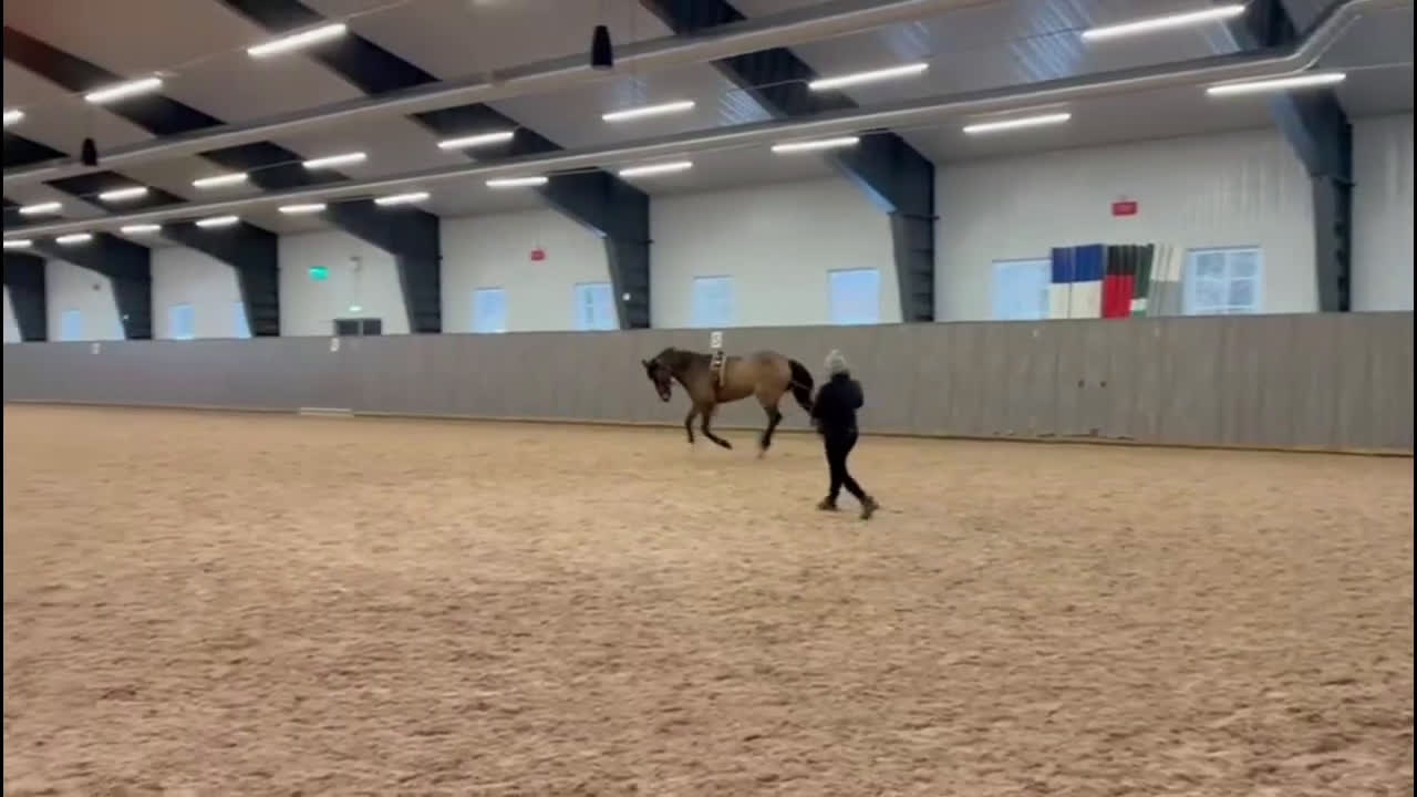 Dressyr hästar till salu: FEI ponny - läromästare med härlig energi - Video 1