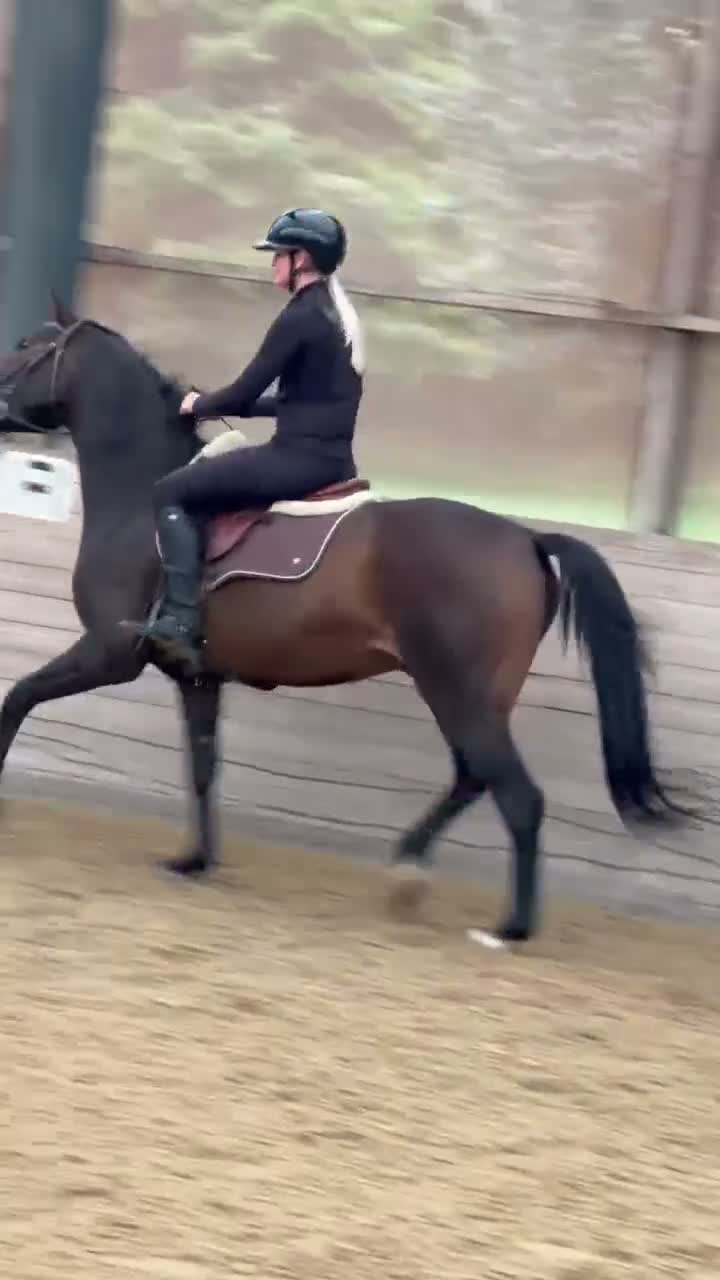 Allround hästar till salu: För den som vill göra jobbet själv! - Video 1