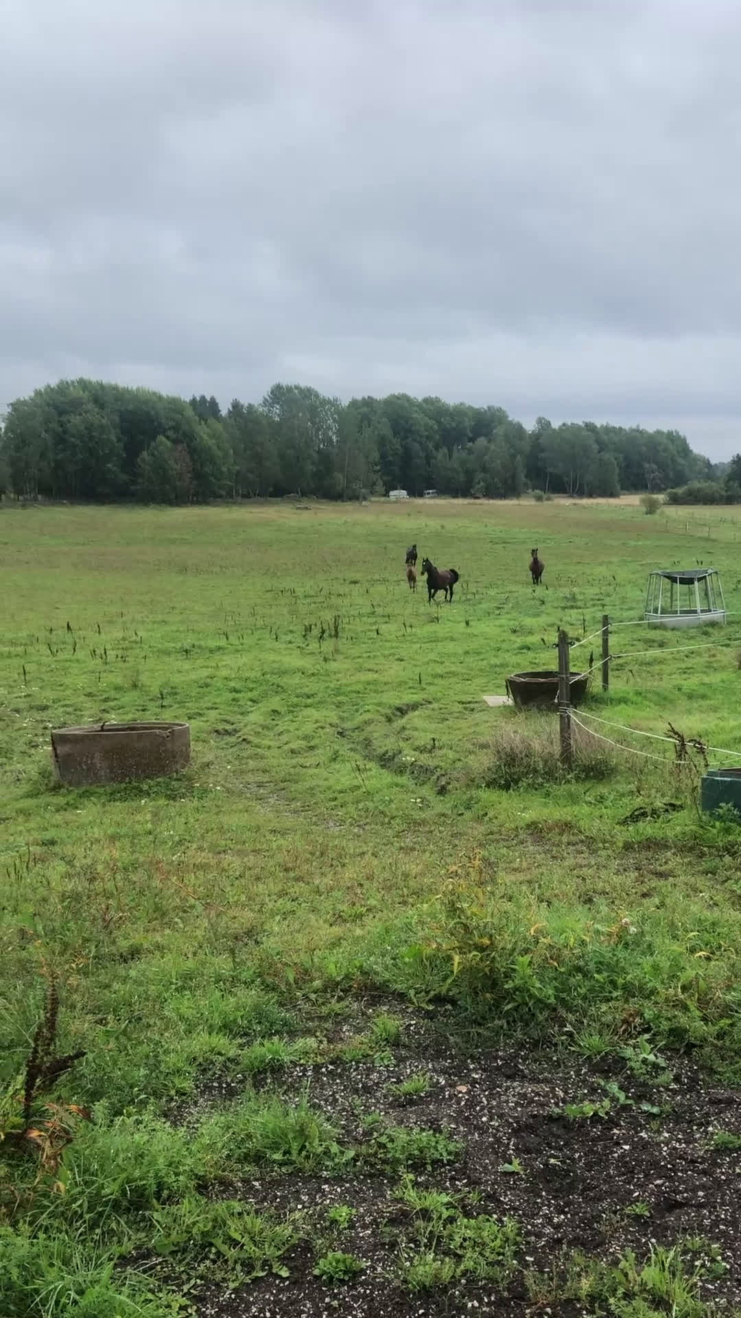 Allround hästar till salu: Fin valack född -24 söker nytt hem i Dyltabruk - Video 3
