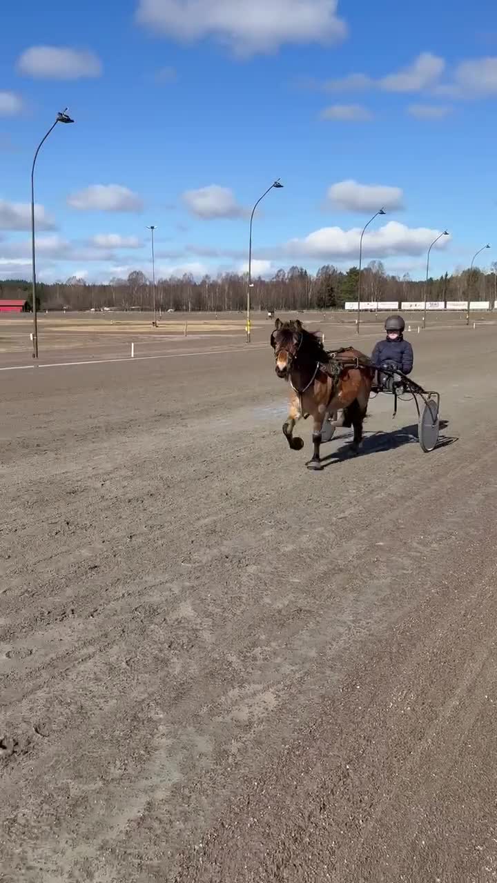 Trav hästar till salu: Bästa vän att forma själv - Video 2