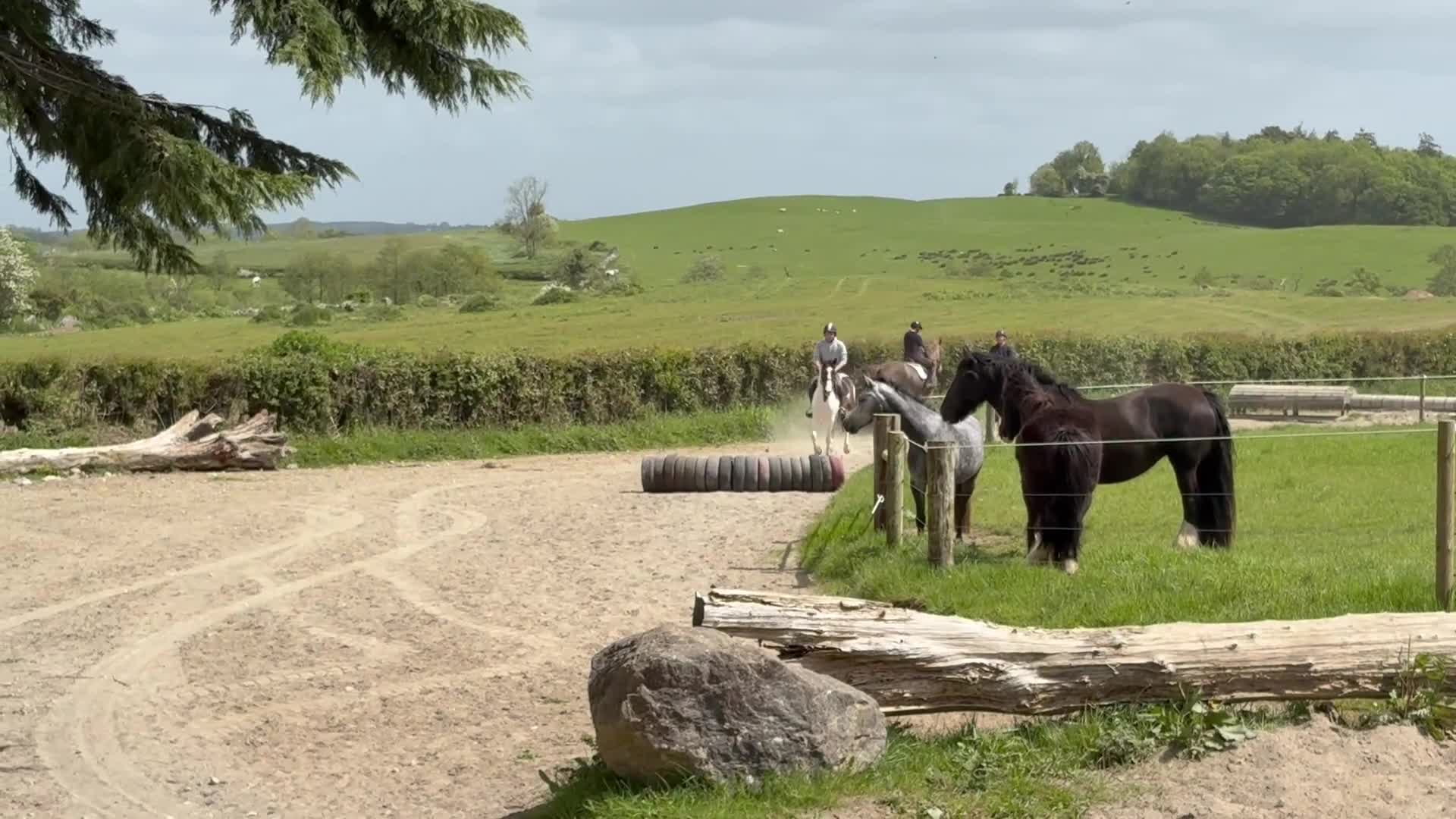 Hoppning hästar till salu: Attyrory Horses  - Video 2