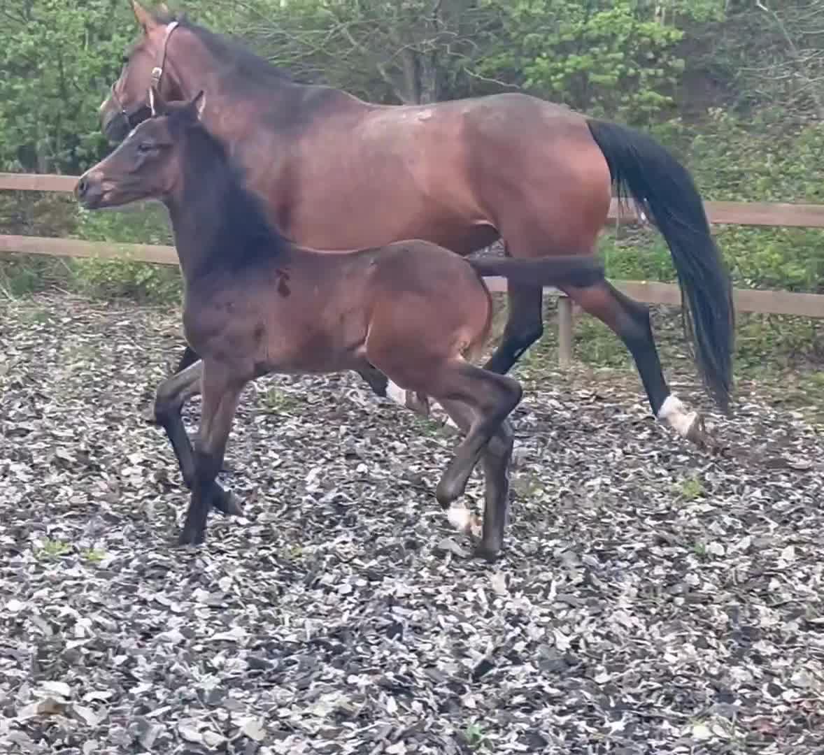 Dressyr hästar till salu: Dante Weltino/ Zaladin MI i Klippan - Video 1