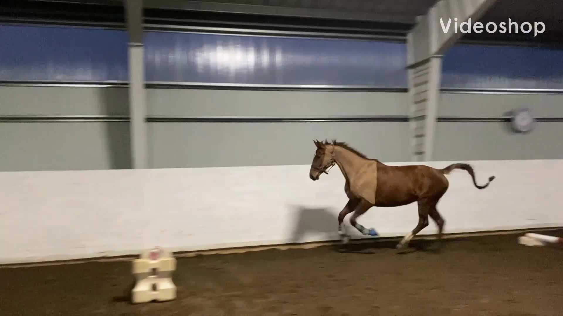 Hoppning hästar till salu: Modig och talangfull unghäst! - Video 1