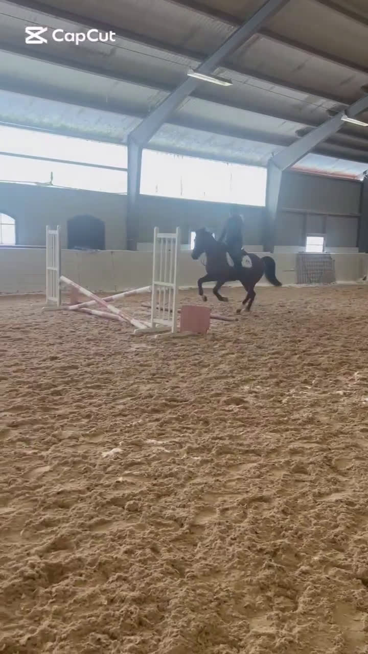 Allround hästar till salu:   **Pigg och arbetsglad allroundponny!** - Video 2