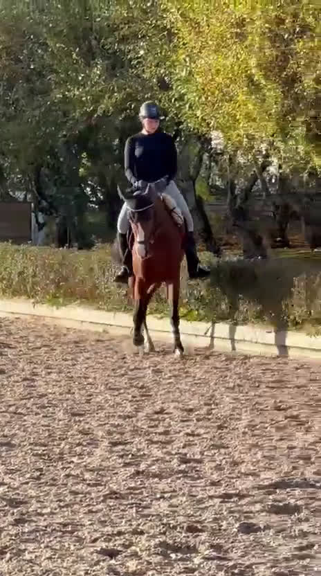 Dressyr hästar till salu: Snäll och välutbildad dressyrtalang, FEI-kvalad  i Bälinge - Video 1