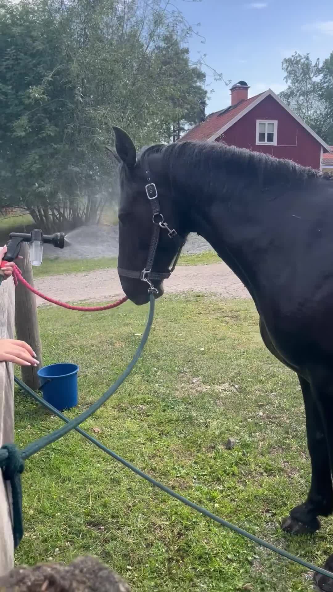 Allround hästar till salu: Oslipad diamant! - Video 1