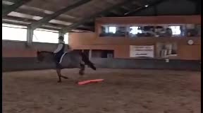 Fälttävlan hästar till salu: Kvickt, litet sto - Video 1