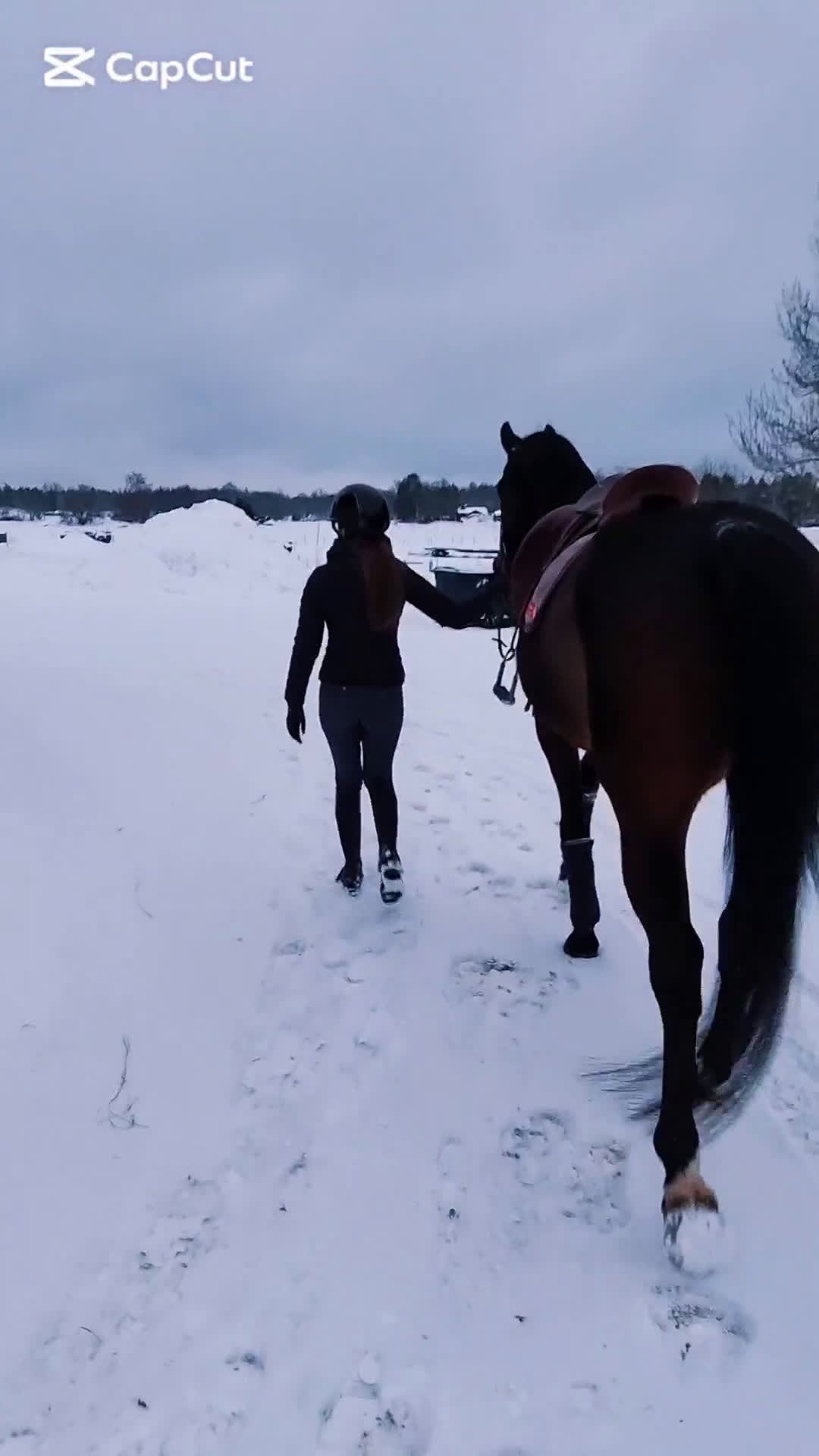 Allround hästar till salu: Lyxig hobbyhäst eller avel - Video 2