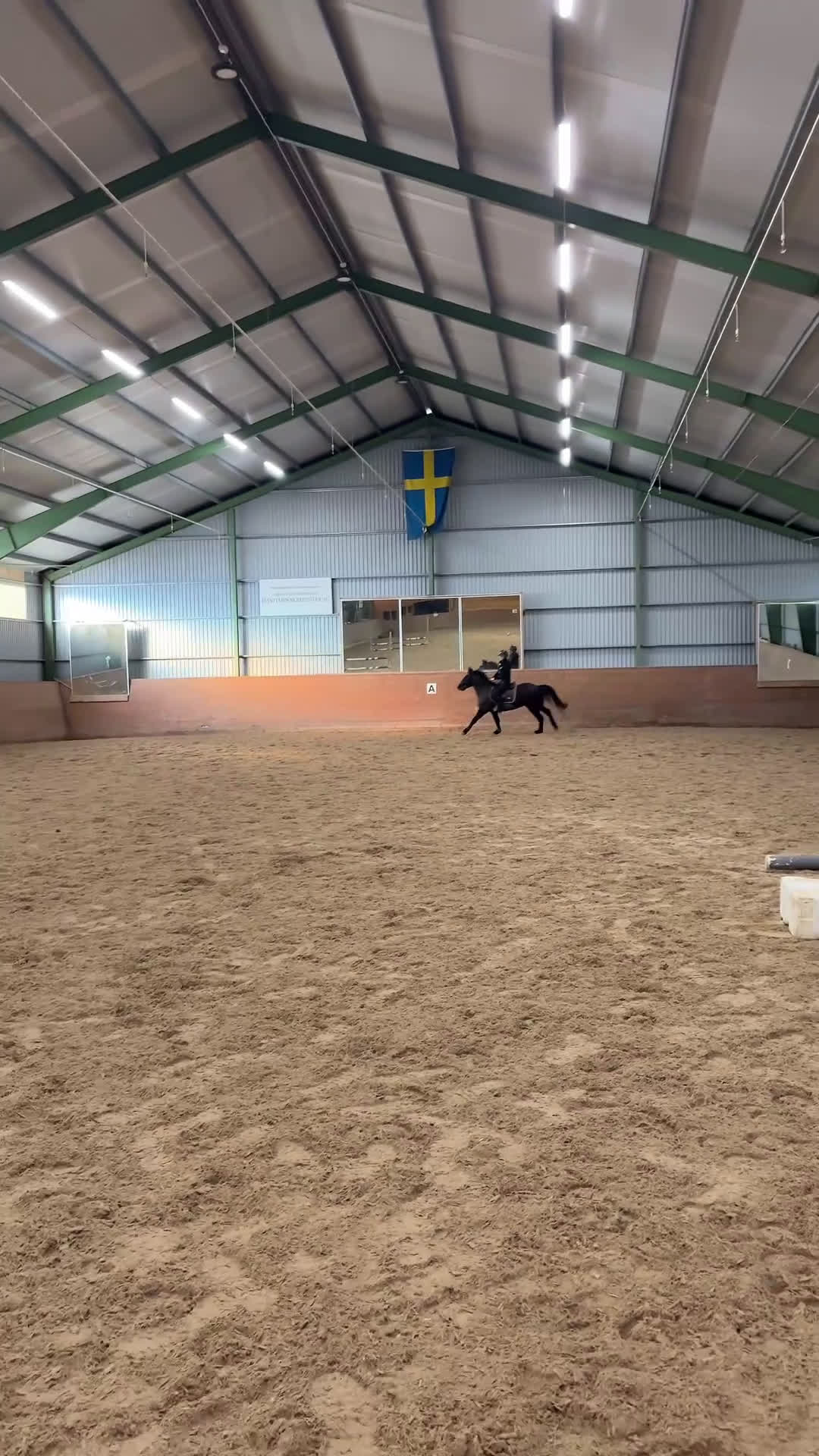 Allround hästar till salu: Vacker D ponny med stor potential  i Ullared - Video 1