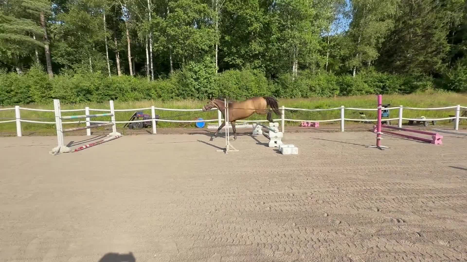 Hoppning hästar till salu: 3-årigt sto med utstrålning och potential - Video 1