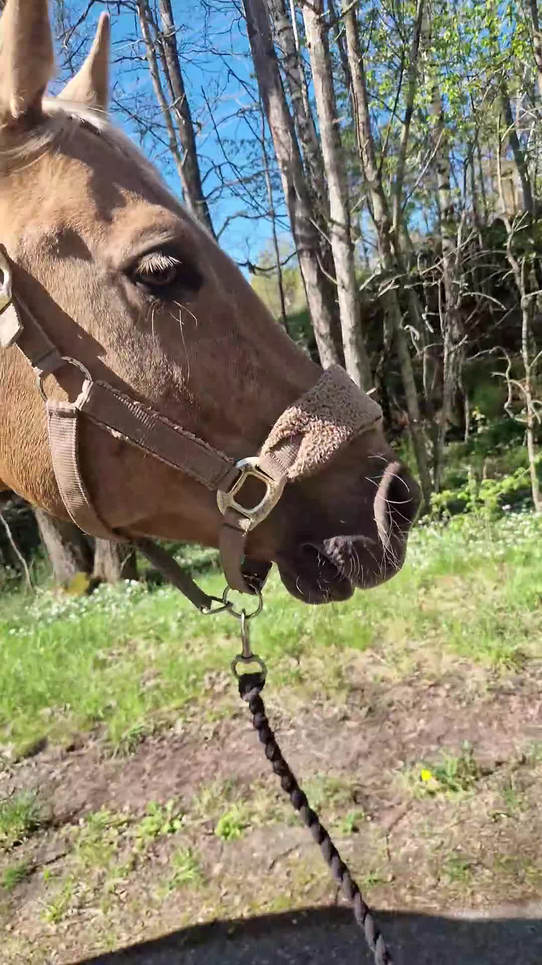 Sällskap hästar till salu: Världens snällaste GULDPONNY! - Video 2