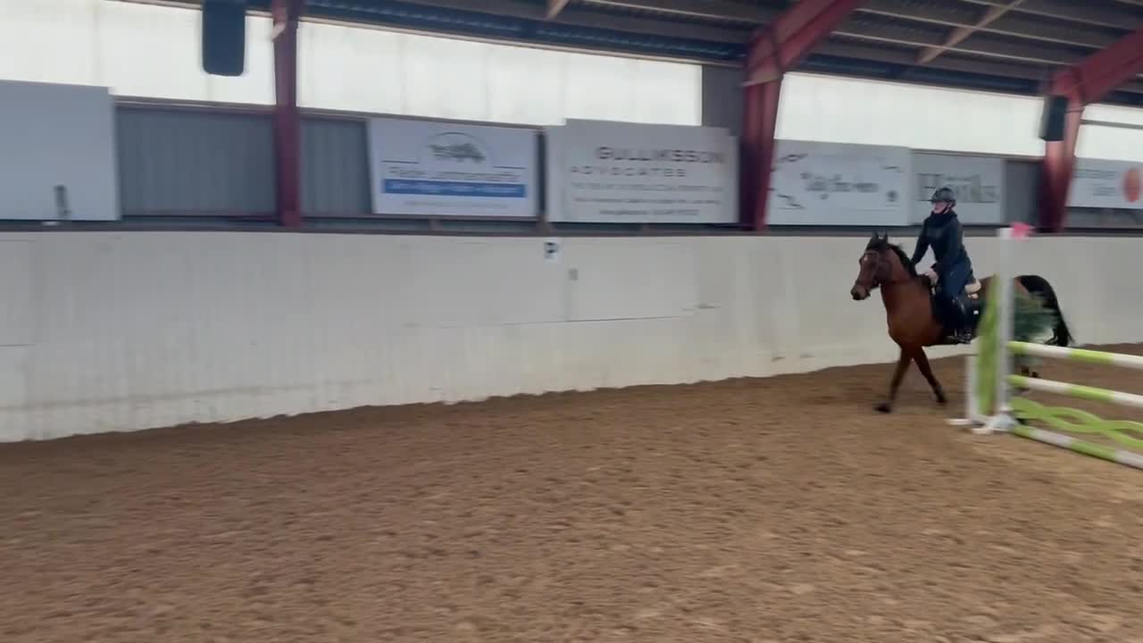 Allround hästar till salu: 🌟 D-ponny | Welsh Part-Bred | 148 cm 🌟 - Video 3