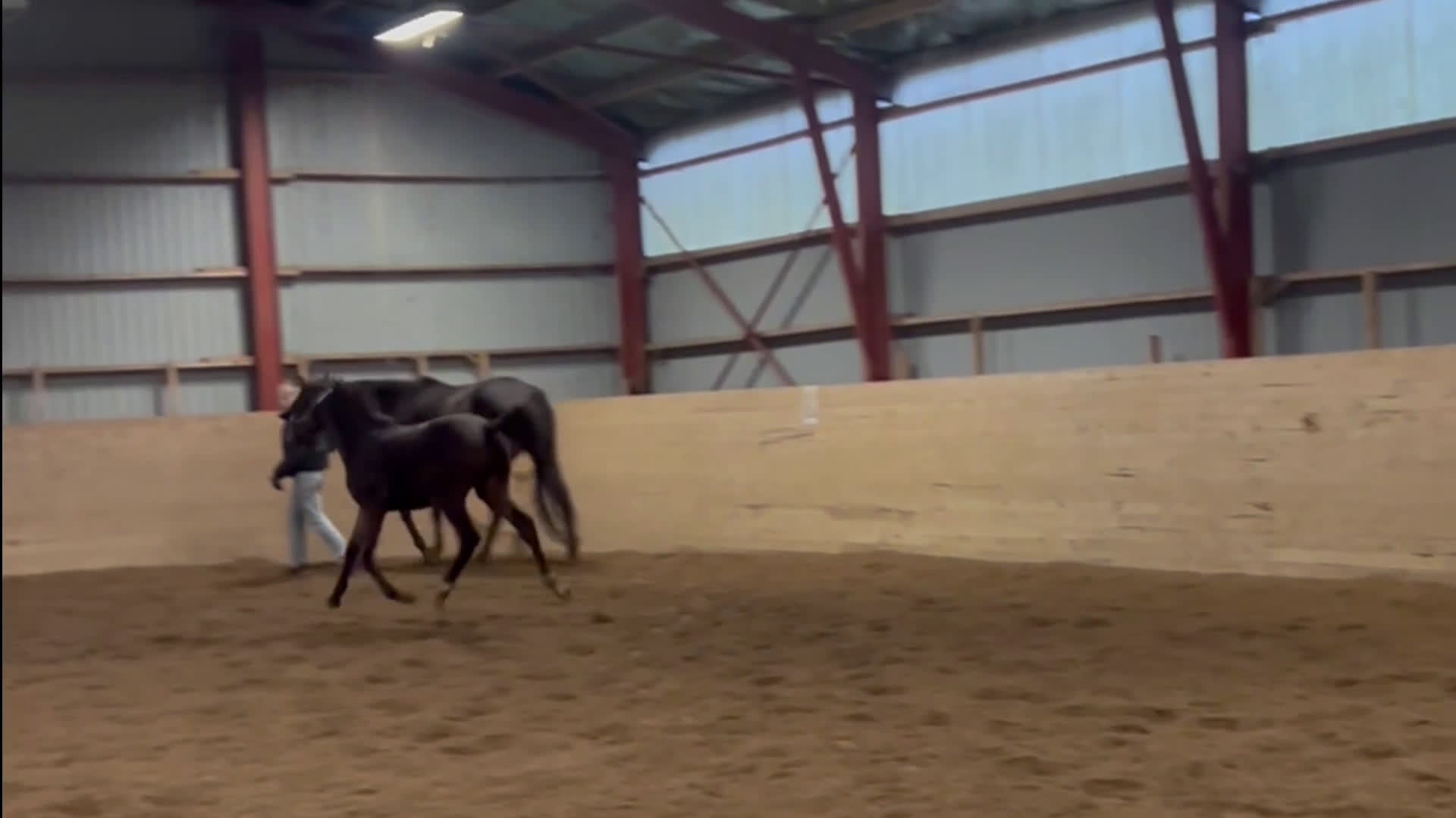 Dressyr hästar till salu: Hingstföl med starkt möderne - Video 1