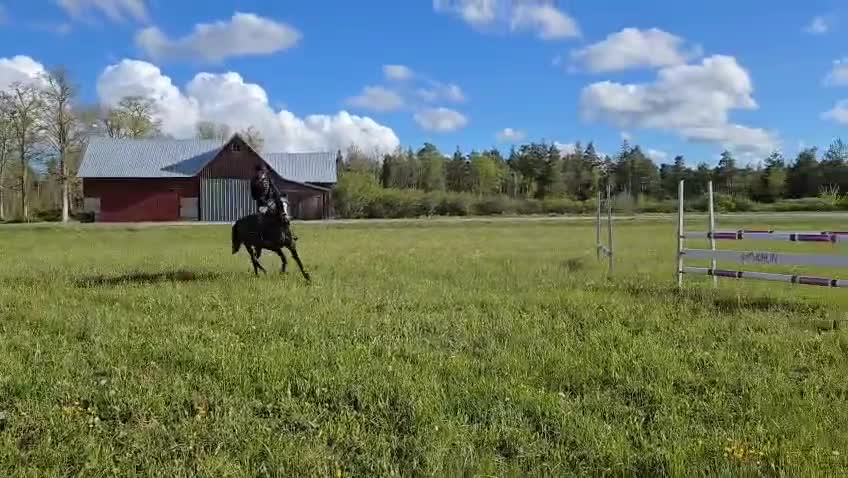 Allround hästar till salu: Sto med sammetblick - Video 3