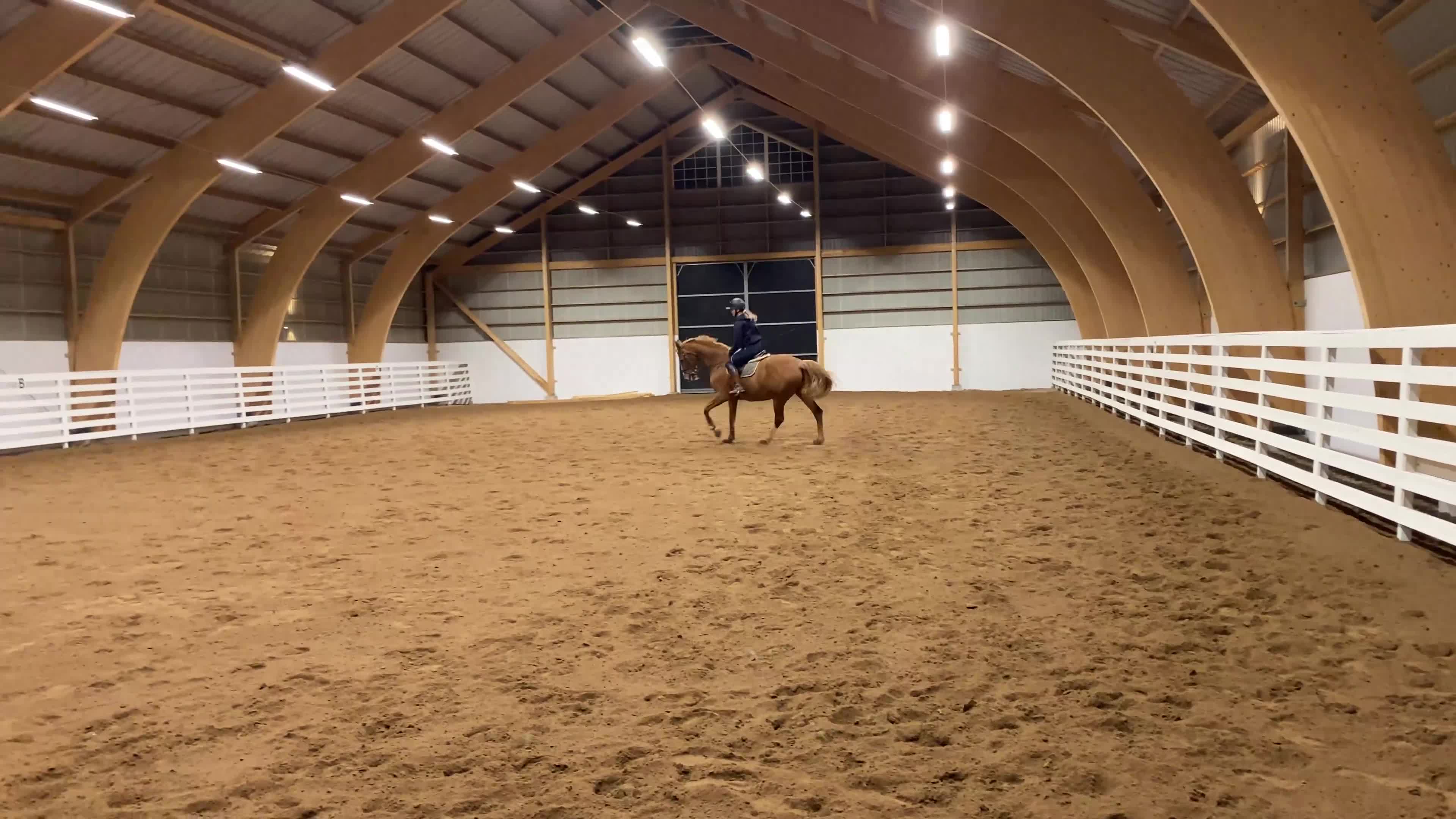 Övrigt hästar till salu: Världens snällaste häst söker ett för alltid-hem  - Video 3