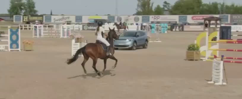 Hoppning hästar till salu: 2019 sto e. Million Dollar/For pleasure/Carthago i Norrköping - Video 1