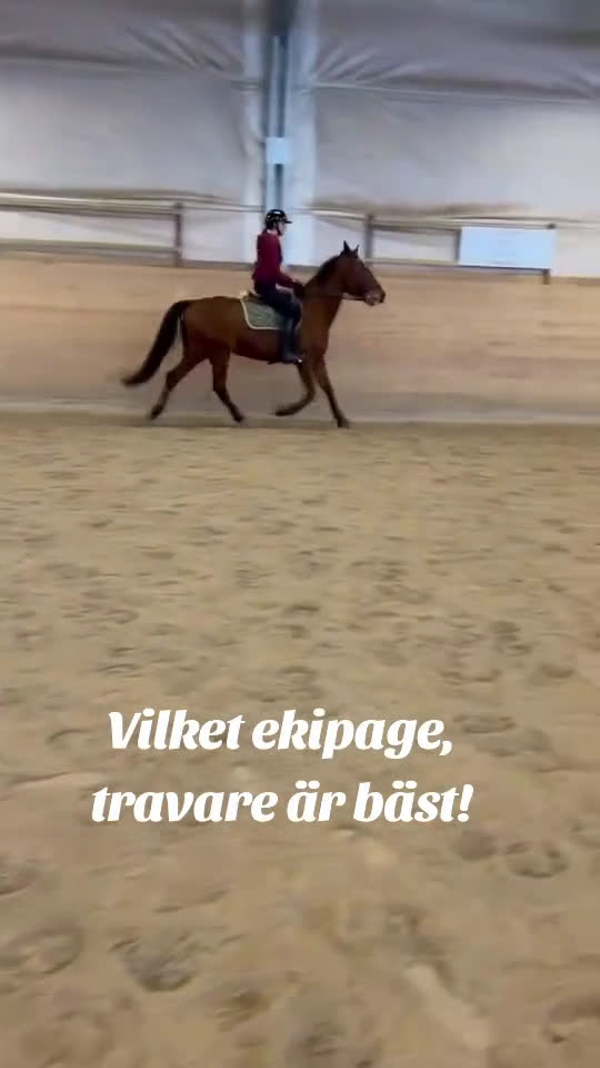  foderhäst finnes: Snällaste ridtravaren i Pajala - Video 2