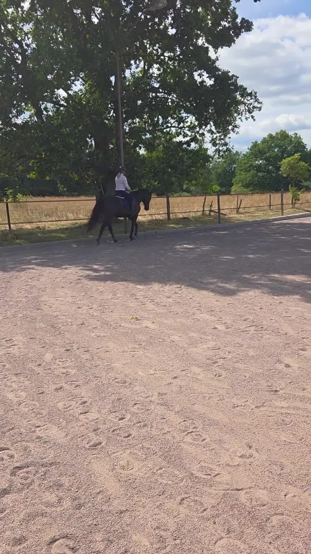 Allround hästar till salu: Lovande och arbetsvillig valack e. Mr Vain GJ!  i Boxholm - Video 1