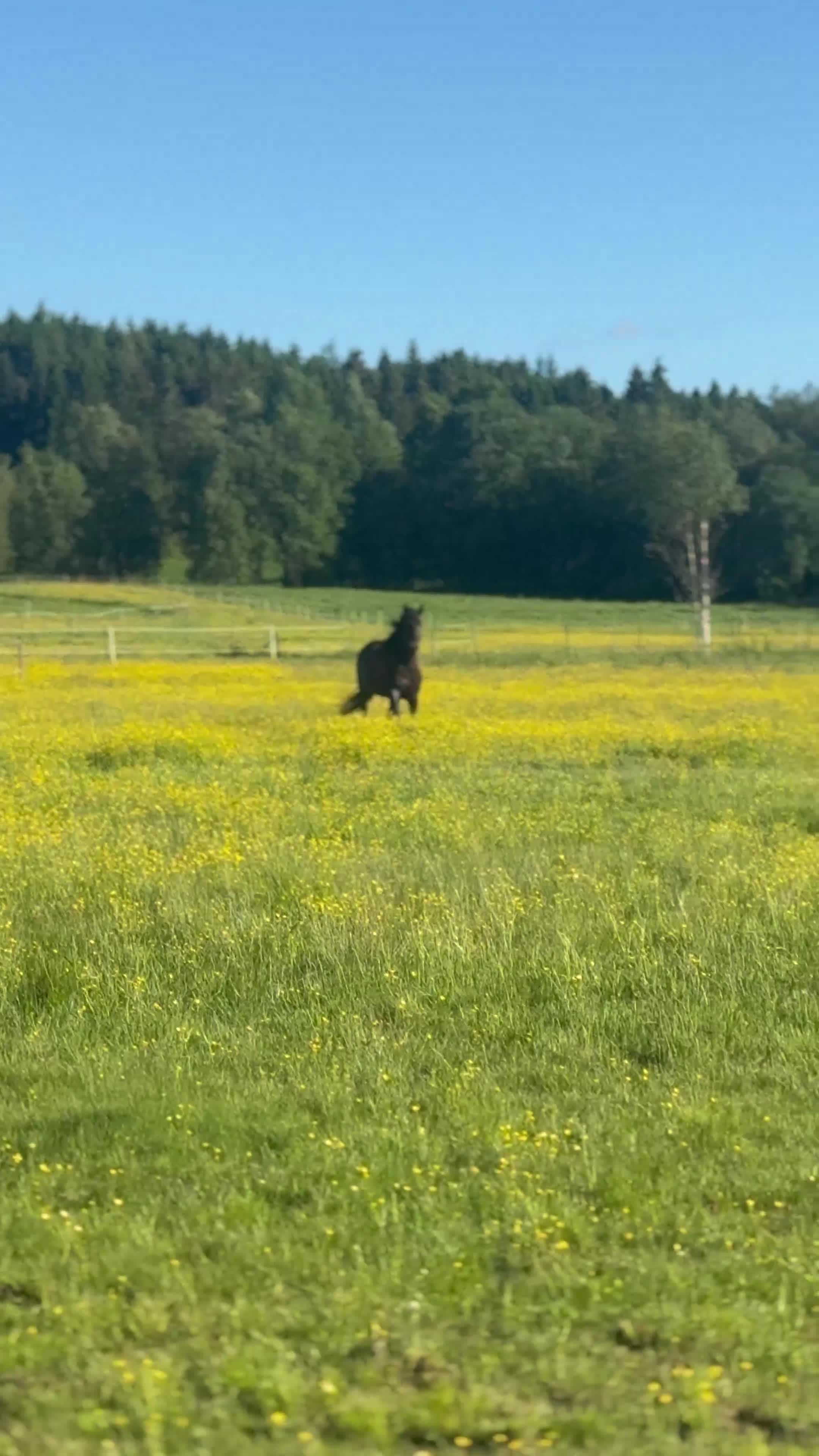 Allround hästar till salu: PRE valack i sina bästa år - Video 4