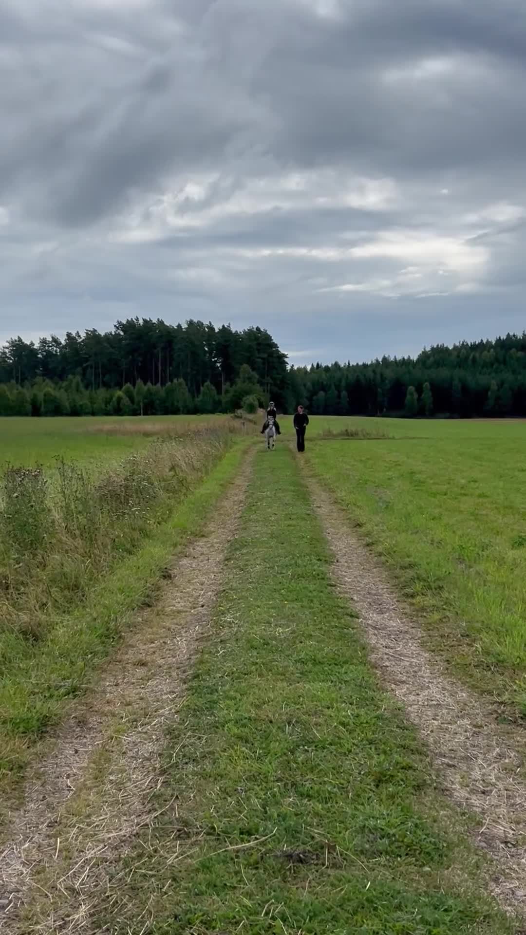 Allround hästar till salu: Welsh Mountain Sto - Video 1