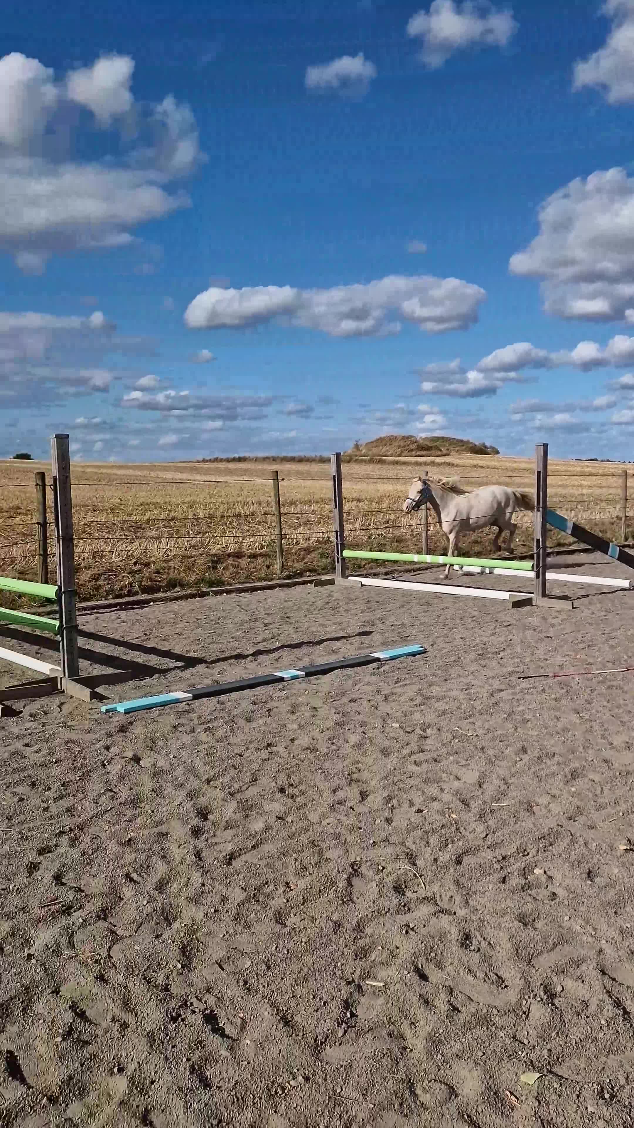 Allround hästar till salu: Lovande ungponny! - Video 3