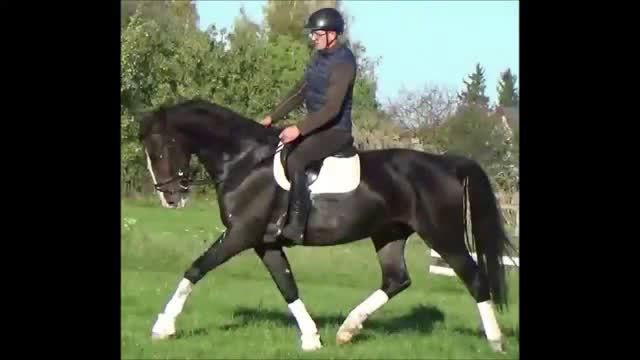 Allround hästar till salu: Dressage/driving Star with 4 white socks i Örsundsbro - Video 1