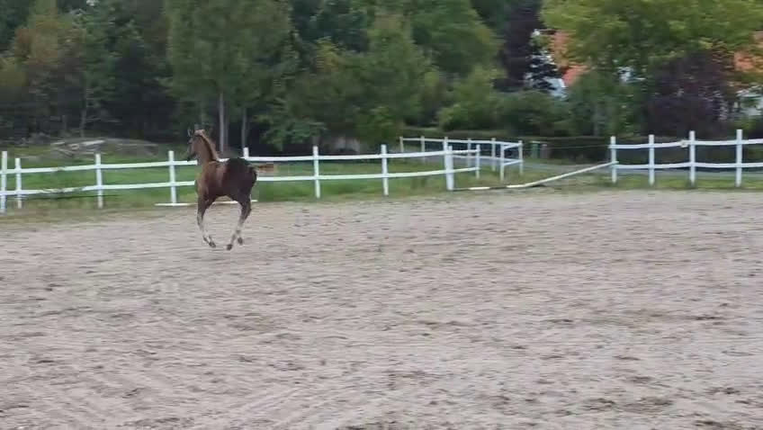 Dressyr hästar till salu: Passa på!! Dressyr löfte med högt meriterad stam! i Veddige - Video 1