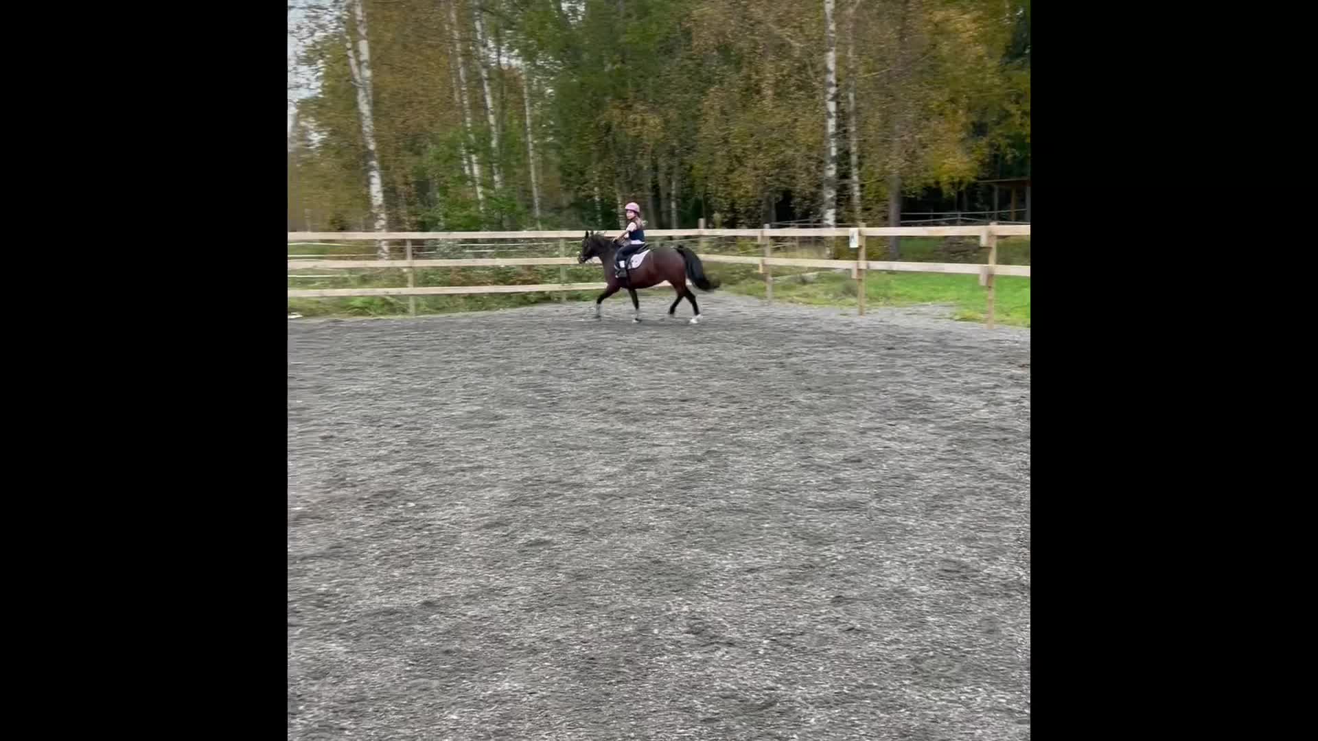 Allround hästar till salu: Sockersöta Fia söker nytt hem i Hammarö - Video 3