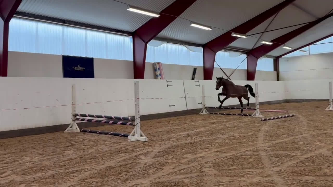 Hoppning hästar till salu: Häst för alla dicipliner!  - Video 1